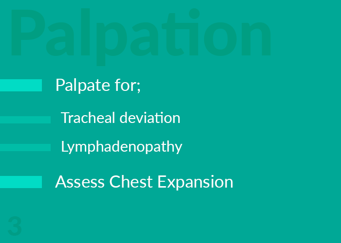 palpation respiratory system