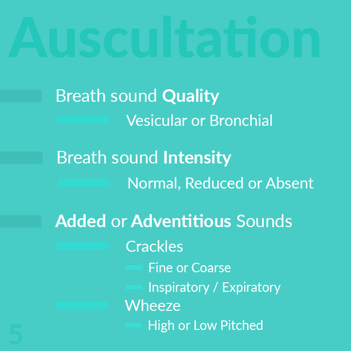 Chest ausculation