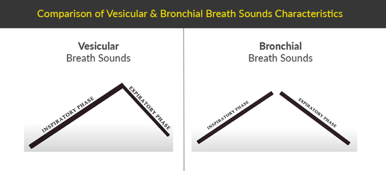 bronchial breath sounds