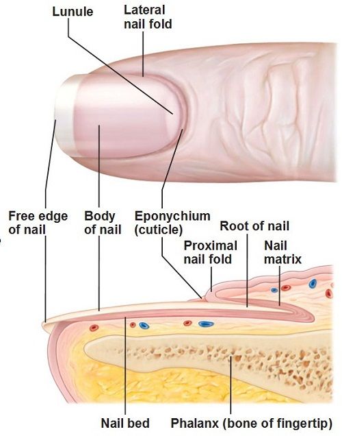 Nail Bed Meaning In Medical Terminology